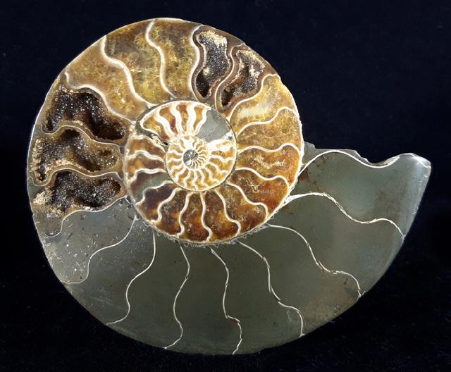 Cleoniceras (Grycia) besairiei COLLIGNON 1949 - Bild © FossNet FossilienStore